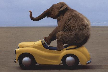 An Elephant Stuffed in a Car